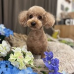 7/14　トリミング