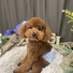 7/17　トリミング