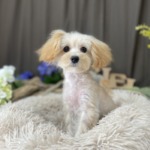 7/18　トリミング