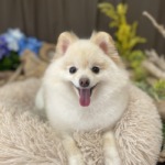 7/19　トリミング