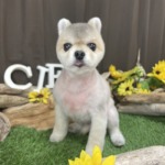 7/28　トリミング