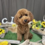 7/30　トリミング