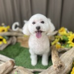 7/31　トリミング