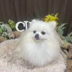 8/31　グルーミング