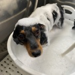 8/18　グルーミング