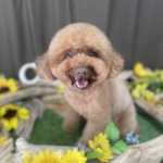 8/1　トリミング