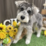 8/2　トリミング