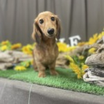 8/3　トリミング