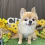 8/4　トリミング