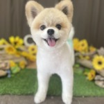 8/6　トリミング