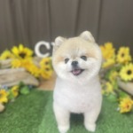 8/10　トリミング