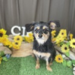 8/12 トリミング