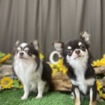 8/13　トリミング