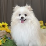 8/15 　トリミング