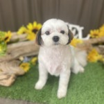 8/16　トリミング