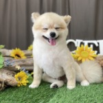 8/22　トリミング