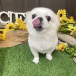 8/27　グルーミング