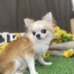 8/28　トリミング