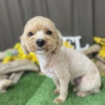 8/29　トリミング