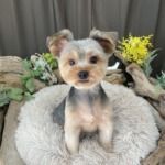 9/4　トリミング