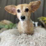 9/9　グルーミング