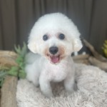 9/11　グルーミング