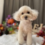 10/20　グルーミング