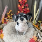 10/31　グルーミング