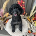 11/9　グルーミング