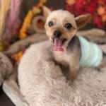 11/12　グルーミング