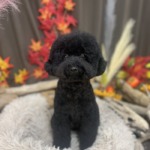 11/15　グルーミング