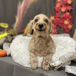 11/22　グルーミング