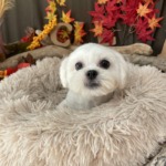 11/25　グルーミング