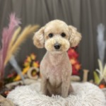 11/26　グルーミング