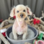 12/10　グルーミング