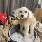 12/17　グルーミング