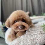 1/14　グルーミング