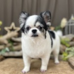 1/28　グルーミング