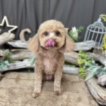 1/30　グルーミング