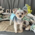 1/31　グルーミング