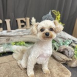 2/1　グルーミング