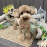 2/19 グルーミング