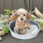 2/27 グルーミング