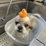 3/20　グルーミング