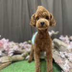 4/1 　グルーミング