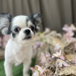 4/2　グルーミング