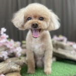 4/3グルーミング