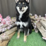 4/4　グルーミング