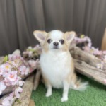 4/5　グルーミング