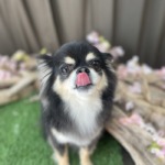 4/12　グルーミング